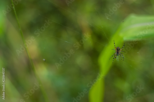 pequeña araña sobre hojas verdes en la naturaleza