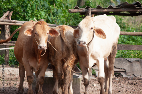 Two bulls look forward and one bottom of the farm.