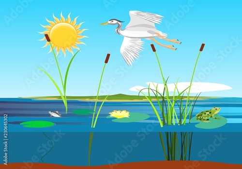 White heron flying above the lake, wetland landscape, vector wildlife