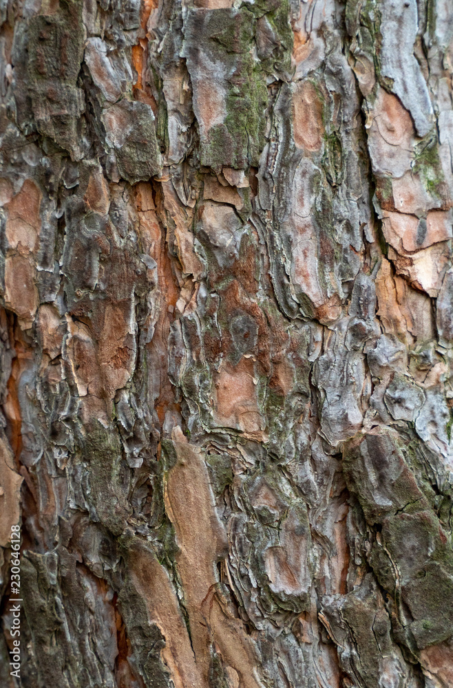 Texture of bark wood use as natural background Texture of bark wood use as natural background