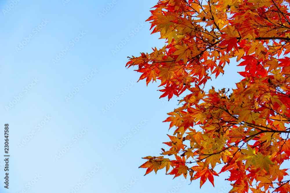 Red acer palmatum, commonly known as palmate maple, Japanese maple or smooth Japanese-maple leaves. Leaves changing its colour when autumn . Red acer palmatum, commonly known as palmate maple, Japanese maple or smooth Japanese-maple leaves. Leaves changing its colour when autumn .