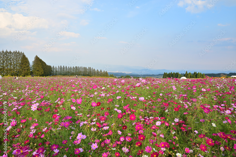 生駒高原のコスモス畑