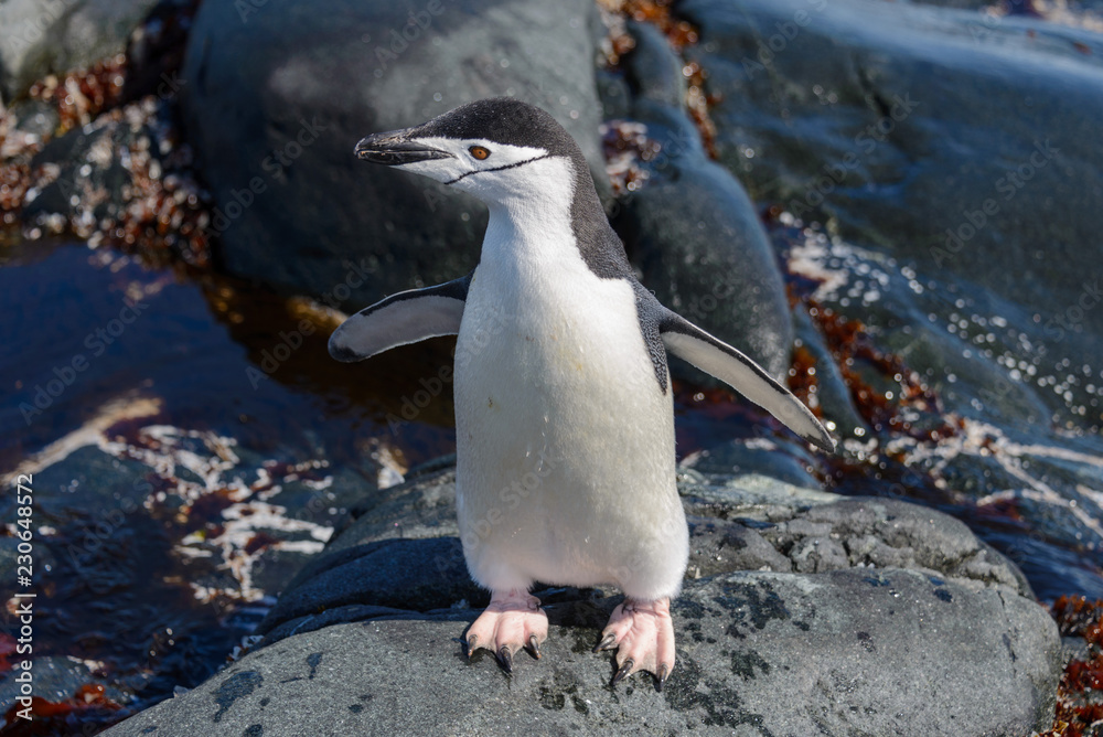Fototapeta premium Chinstrap penguins on the beach in Antarctica close up 