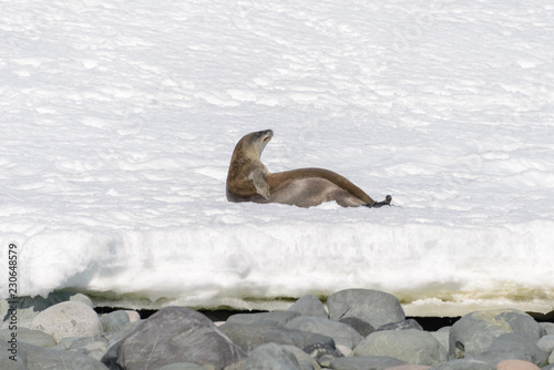 Leopard seal on beach with snow in Antarctica