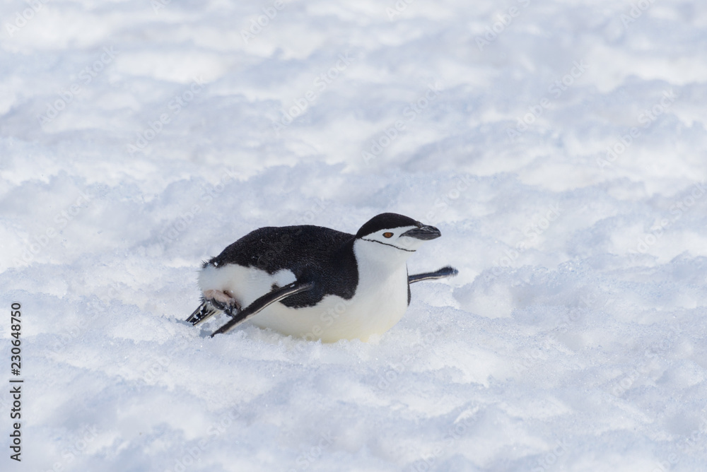 Obraz premium Chinstrap penguin creeping on snow