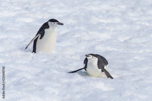 Chinstrap penguin creeping on snow