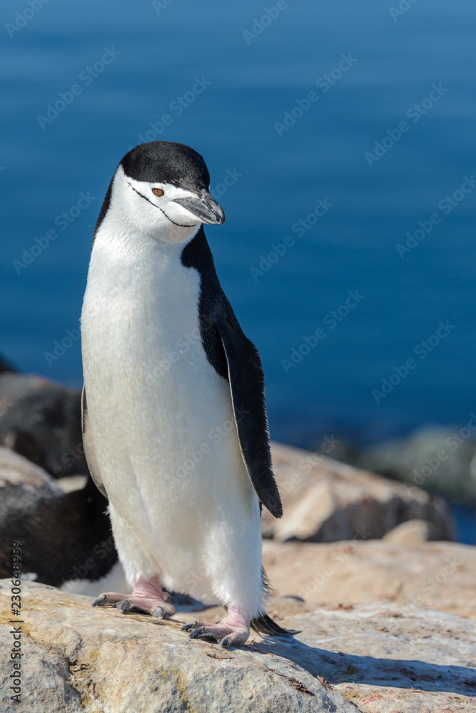 Obraz premium Chinstrap penguin on the beach in Antarctica