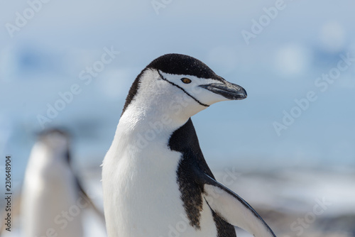 chinstrap penguin on the beach in Antarctica close up