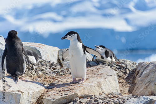Chinstrap penguin on the beach in Antarctica