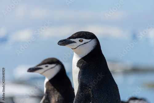 chinstrap penguin on the beach in Antarctica close up