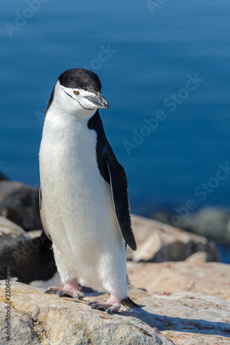 Chinstrap penguin on the beach in Antarctica