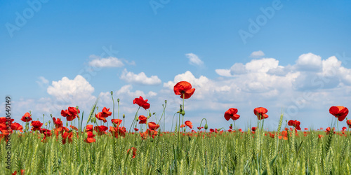 Fototapeta Naklejka Na Ścianę i Meble -  Poppy flowers field. Rural landscape with red wildflowers