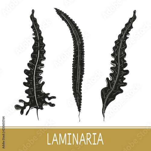 Laminaria. Seaweed. Set. Black silhouette on white background.