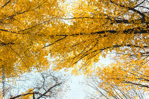 bottom view of beautiful autumnal forest with yellow trees