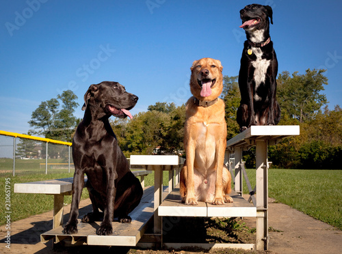 Photography Three cute dogs sitting side by side on a bleacher