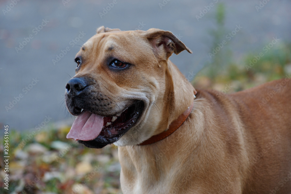 Cute ca de bou puppy with black mask close up. Majorca mastiff or majorcan bulldog. Pet animals.