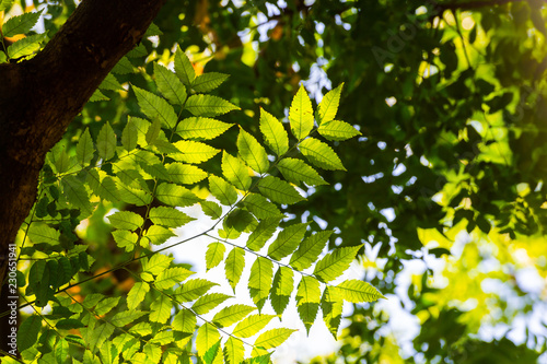 Green leaves in city park in the spring afternoon