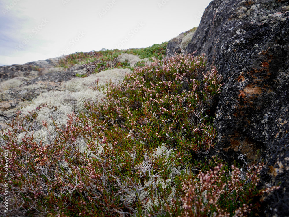 Blooming Heather in the meadow in the mountains Blooming Heather in the meadow in the mountains