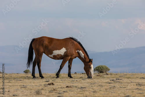 Majestic Wild Horse in the High desert © natureguy