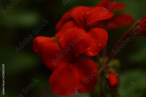 Red Hibiscus Flower © facundo