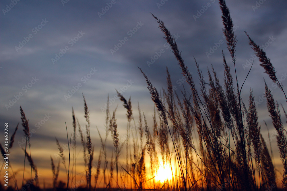 Fototapeta premium Beautiful Nature Background. Nature, Sunset, Freedom Concept. Grass over beautiful sunset sky background.