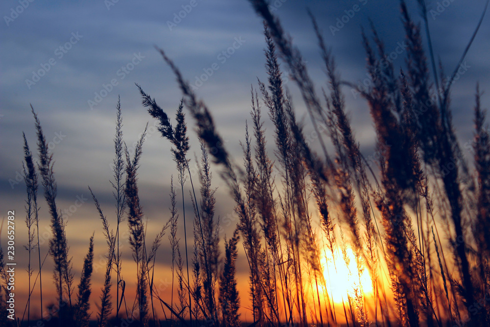 Beautiful Nature Background. Nature, Sunset, Freedom Concept. Grass over beautiful sunset sky background.
