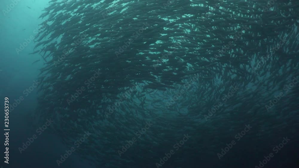 Massive school of bigeye trevally ( Caranx sexfasciatus) 