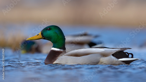 Foto Male mallards swim on blue colored water of small river or lake in a sunny brigh