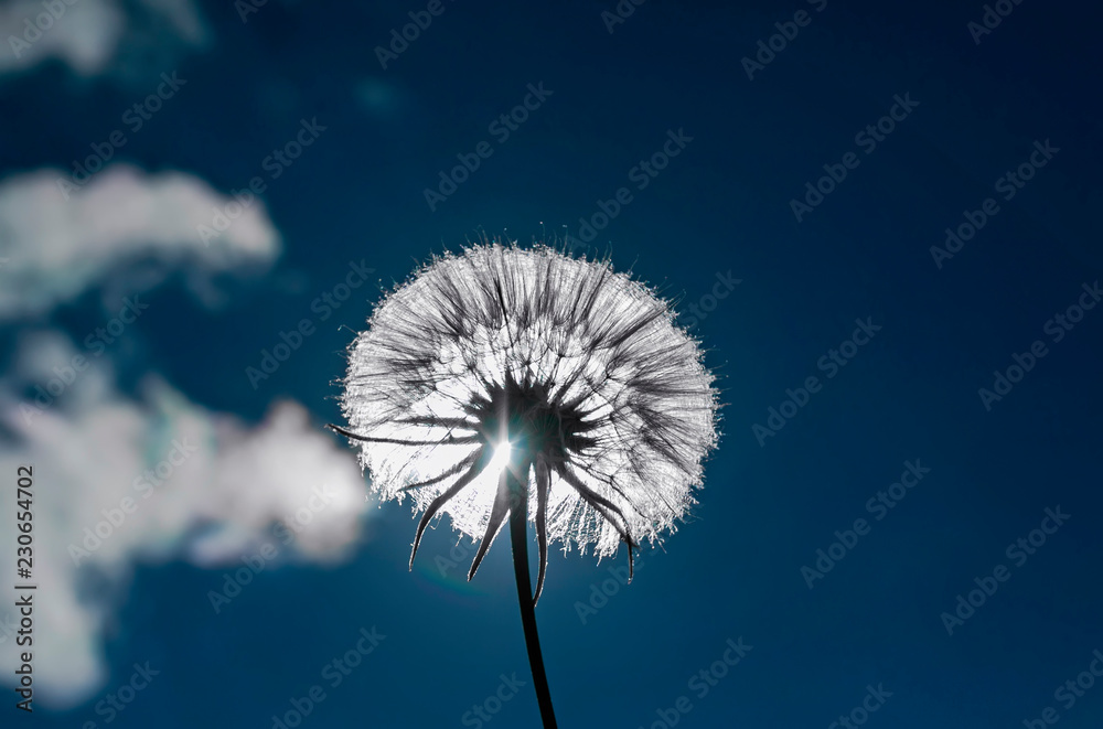 Naklejka premium piękny kwiat mniszka lekarskiego z puszystych nasion na tle błękitnego nieba w jasnym słońcu światło na łące latem
