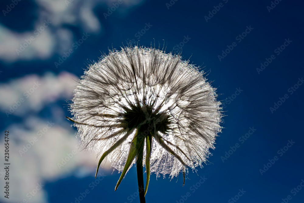 Naklejka premium piękny kwiat mniszek puszyste nasiona na tle błękitnego nieba w jasnym świetle słońca