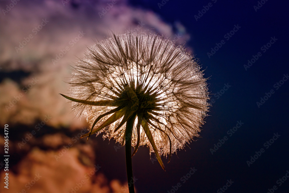 beautiful flower dandelion fluffy seeds against a blue sky in the bright light of the sun