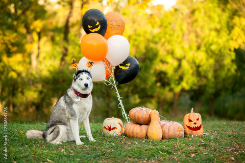 Husky dog in costume on the Halloween party with orange and black balloons