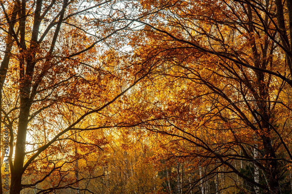 Autumn leaves on the sun. gold foliage, sunlight Autumn leaves on the sun. gold foliage, sunlight