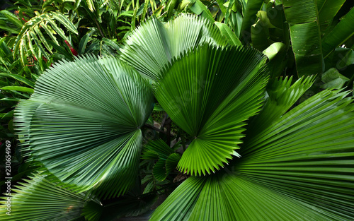 Lush Tropical Vegetation seen from above photo