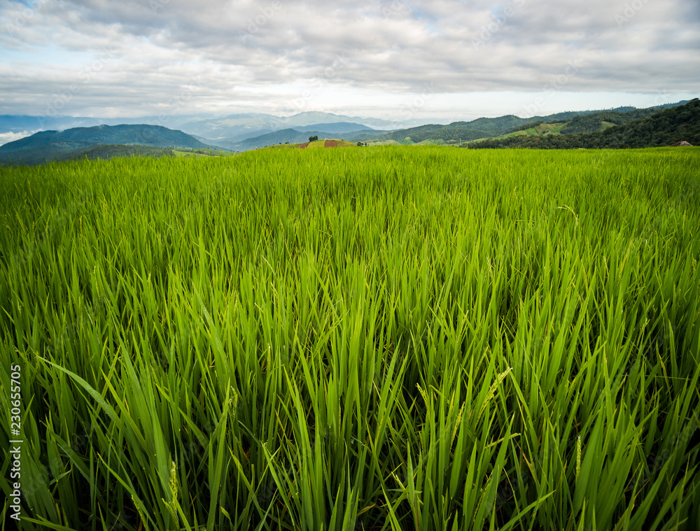 Rice field in Pongpeng Forest, Chiang Mai,Thailand.