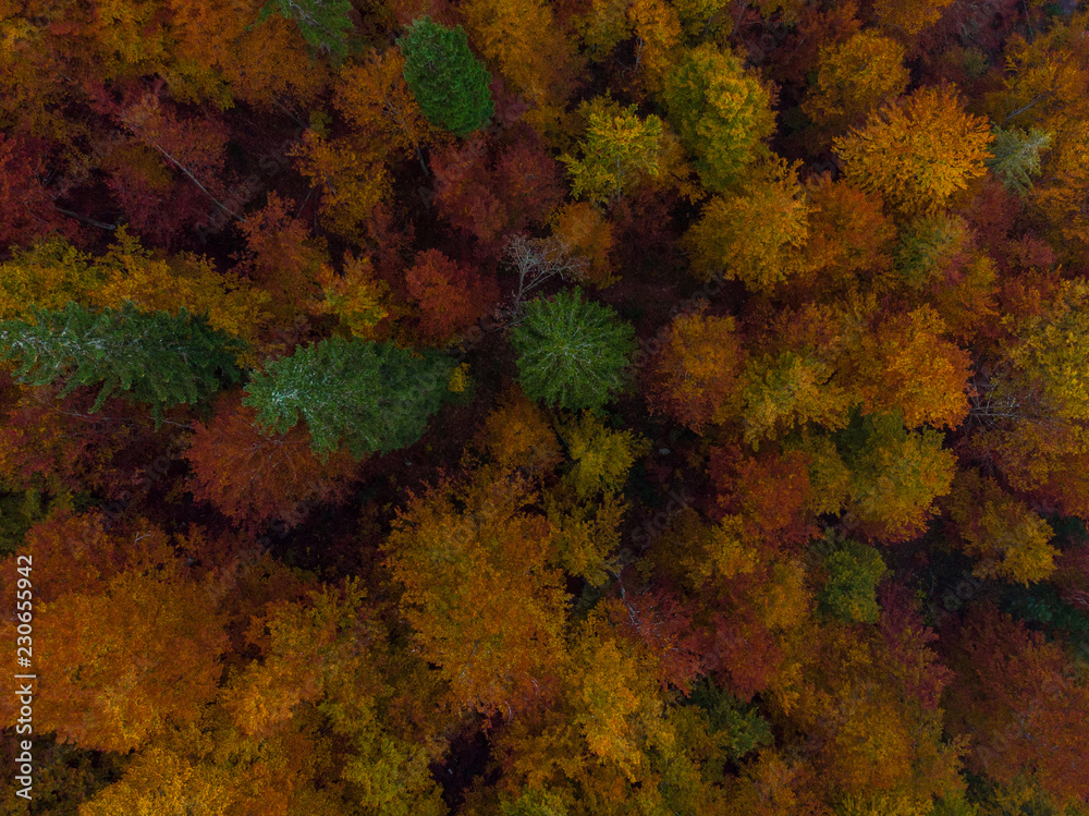 Top down aerial view over colorful forest