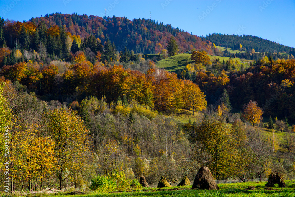 Beautiful orange and red autumn forest. Autumn forest, many trees in the orange hills, orange oak, yellow birch, green spruce, Hilly autumn forest. Beautiful orange and red autumn forest. Autumn forest, many trees in the orange hills, orange oak, yellow birch, green spruce, Hilly autumn forest.