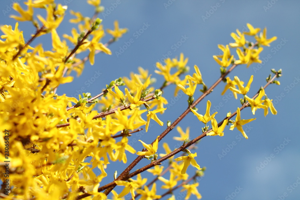 Forsythia twigs, yellow blossom against bright blue sky. Spring sunny day in Germany. Forsythia twigs, yellow blossom against bright blue sky. Spring sunny day in Germany.