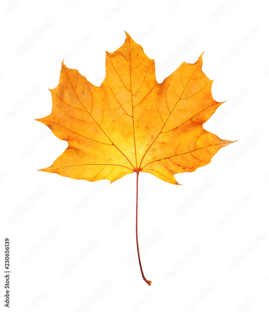 Beautiful autumn leaf on white background. Fall foliage Beautiful autumn leaf on white background. Fall foliage