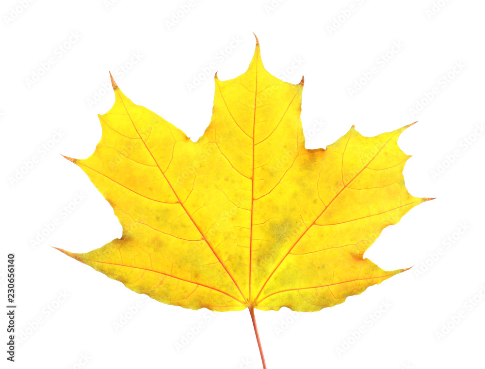 Beautiful autumn leaf on white background. Fall foliage Beautiful autumn leaf on white background. Fall foliage