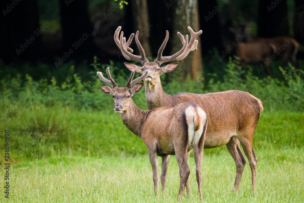 Two Red deers in summer