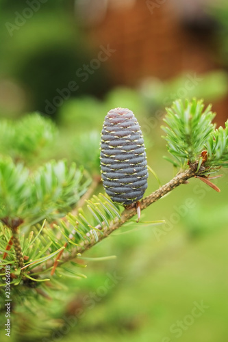 Korean fir-tree on a green background. She has blue or purple bumps.