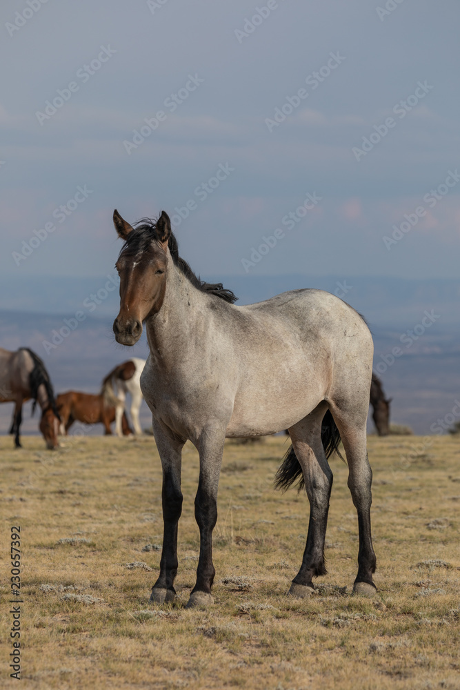 Majestic Wild Horse in the High desert Majestic Wild Horse in the High desert