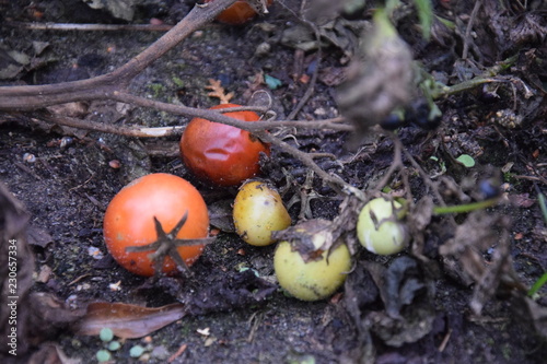 Faulende Tomaten an einem Strauch im Garten im Herbst