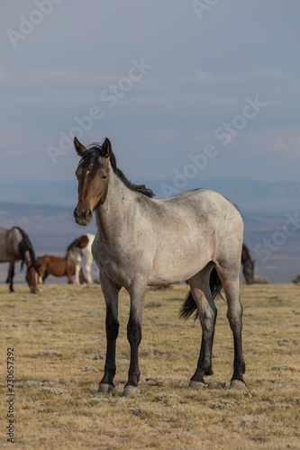 Majestic Wild Horse in the High desert © natureguy