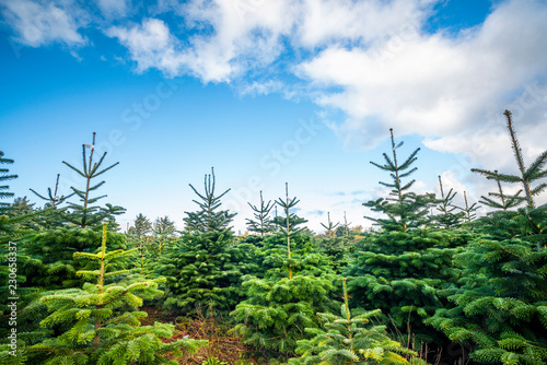 Naklejka Pine tree plantation with small trees