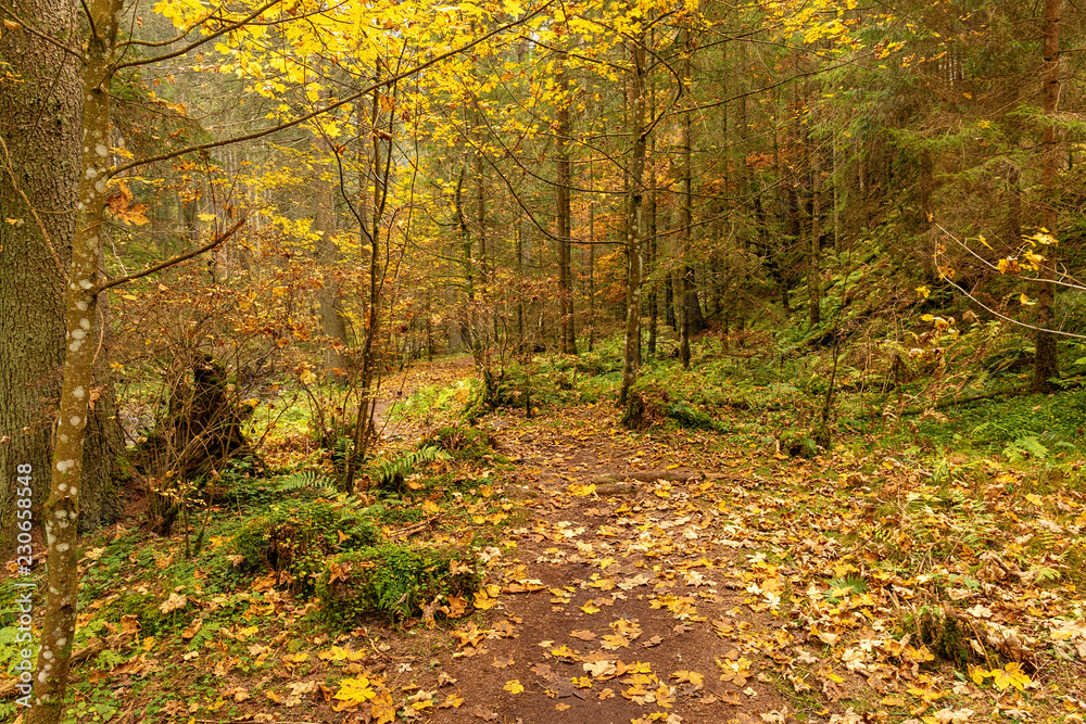Hiking impression in the Black Forest along the Roetenbach in Autumn, Germany. Magical Autumn Forrest. Colorful Fall Leaves. Romantic Background. Hiking impression in the Black Forest along the Roetenbach in Autumn, Germany. Magical Autumn Forrest. Colorful Fall Leaves. Romantic Background.