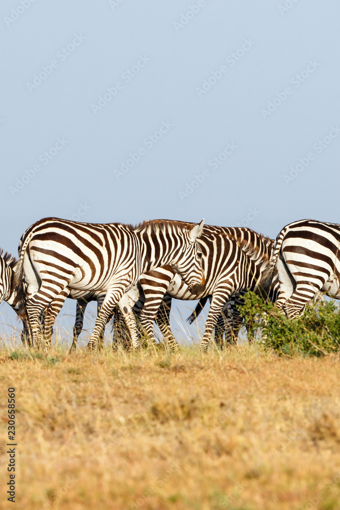 Fototapeta premium Zebras in the Masai Mara National Reserve in Kenya