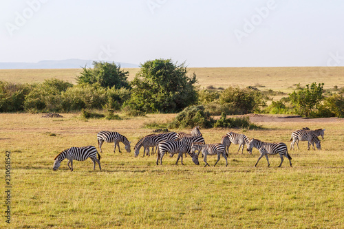 African savannah landscape with a flock of grazing zebras