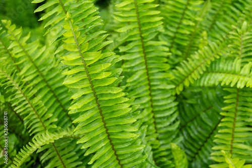 Beautiful fern leaves background (Fishbone Fern)